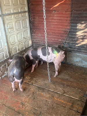 porci pietrain 3,5 luni mai am 4 purcele pt reproductie  - imagine 3