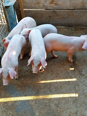 Vând purceluși de 7 săptămâni, 4 băieți si o fată  - imagine 4