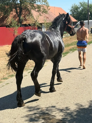 Vând armăsar 1 an și  5 luni  - imagine 2