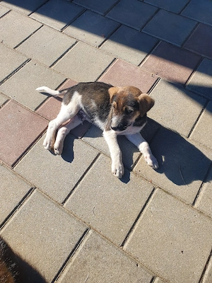 Fox-terrier catei