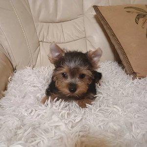  Yorkshire Terrier Mini Toy 3 luni