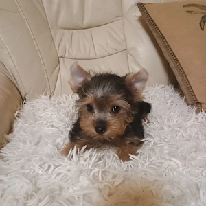 Yorkshire Terrier Mini Toy 3 luni - imagine 4