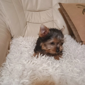  Yorkshire Terrier Mini Toy 3 luni - imagine 3