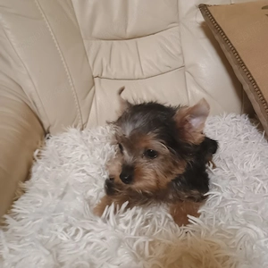  Yorkshire Terrier Mini Toy 3 luni - imagine 5