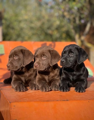 Labrador Retriever-SUPERBI