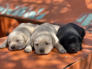 Labrador Retriever-SUPERBI - imagine 2