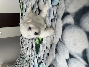 Bichon maltez 2 băieței - imagine 2