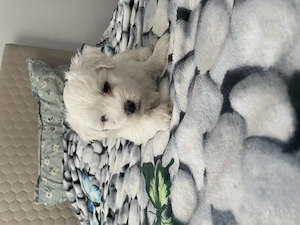 Bichon maltez 2 băieței - imagine 4