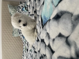 Bichon maltez 2 băieței - imagine 3