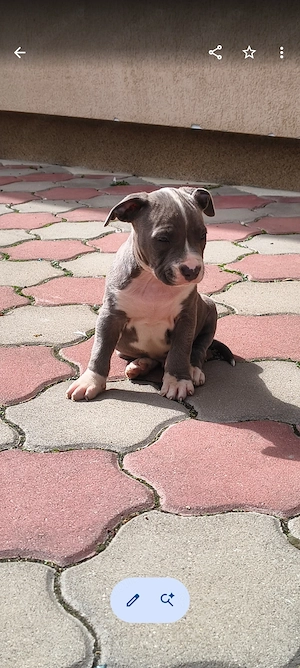 Cățel Amstaff blue  - imagine 4