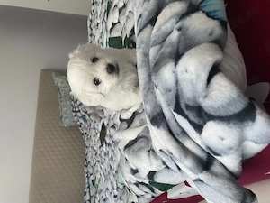Bichon maltez 2 băieței