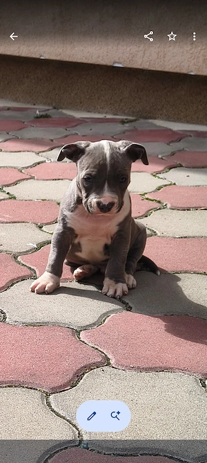Cățel Amstaff blue  - imagine 5