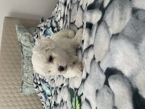 Bichon maltez 2 băieței - imagine 5