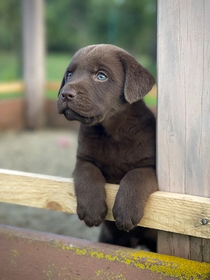 Labrador ciocolatiu!