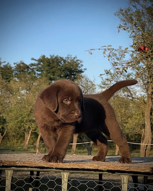 Labrador ciocolatiu! - imagine 2