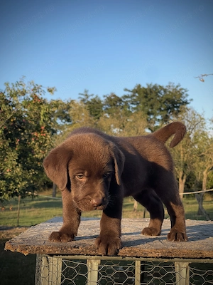 Labrador ciocolatiu! - imagine 3