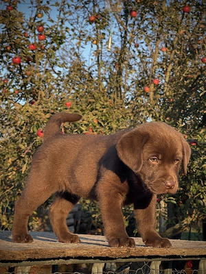 Labrador ciocolatiu! - imagine 4