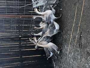 Gâște de vânzare 