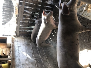 Purcele protap de vânzare 