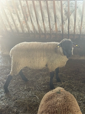 Mieluțe rasa Suffolk cu vârsta de peste 6 luni. - imagine 5