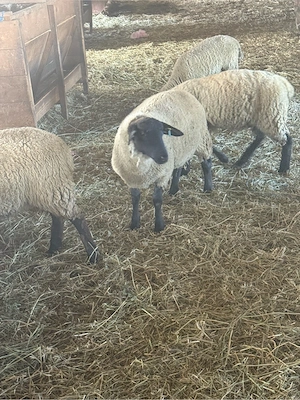 Mieluțe rasa Suffolk cu vârsta de peste 6 luni. - imagine 4