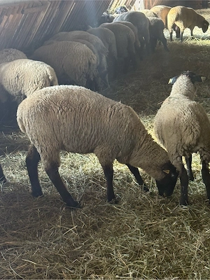 Mieluțe rasa Suffolk cu vârsta de peste 6 luni. - imagine 2
