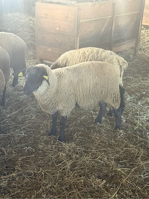 Mieluțe rasa Suffolk cu vârsta de peste 6 luni.
