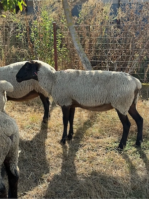 Oi montate rasa Suffolk cu vârsta de peste 7 ani ,cu greutate cuprinsa intre 60-80 kg  - imagine 3