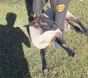 Oi montate rasa Suffolk cu vârsta de peste 7 ani ,cu greutate cuprinsa intre 60-80 kg  - imagine 5