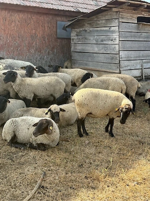 Oi montate rasa Suffolk cu vârsta de peste 7 ani ,cu greutate cuprinsa intre 60-80 kg 