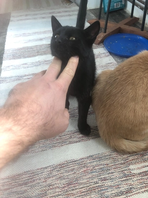 Pisoi spre adoptie in Crevedia, 25 km de Bucuresti. Livrez acasa daca e cazul. - imagine 8