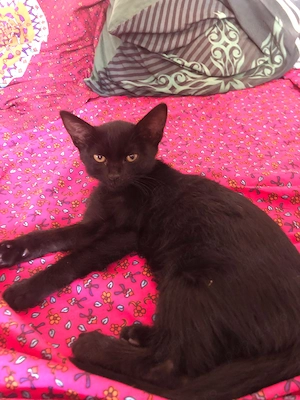 Pisoi spre adoptie in Crevedia, 25 km de Bucuresti. Livrez acasa daca e cazul. - imagine 2