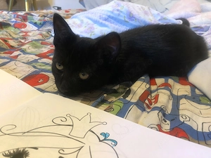 Pisoi spre adoptie in Crevedia, 25 km de Bucuresti. Livrez acasa daca e cazul. - imagine 7
