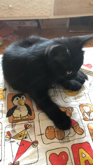 Pisoi spre adoptie in Crevedia, 25 km de Bucuresti. Livrez acasa daca e cazul. - imagine 3