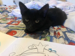 Pisoi spre adoptie in Crevedia, 25 km de Bucuresti. Livrez acasa daca e cazul.