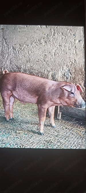 Purcel Duroc pur - imagine 2