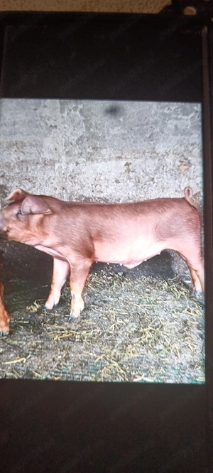 Purcel Duroc pur - imagine 3
