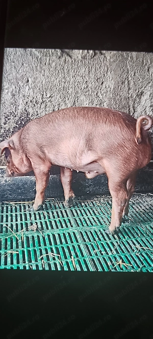 Purcel Duroc pur - imagine 4