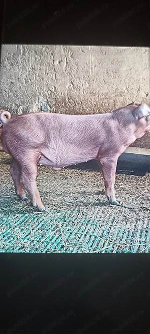 Purcel Duroc pur