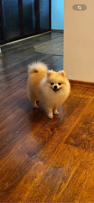 Pomeranian mascul 7 luni, talie foarte mică, pedigree,  - imagine 2