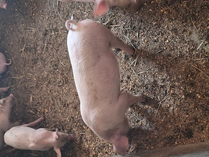 Purcei de vanzare
