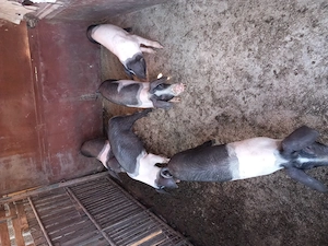 Vand porci de 3 luni