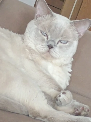 British shorthair 