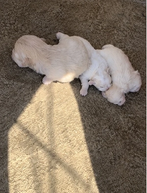 Catei Bichon Maltez Talie Mică  - imagine 2