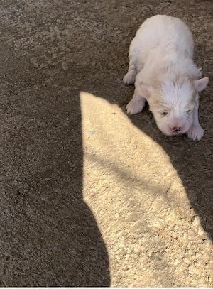 Catei Bichon Maltez Talie Mică  - imagine 3