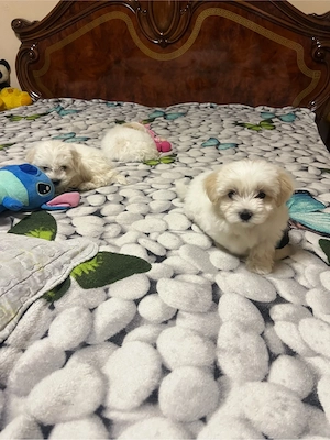 Bichon maltez 