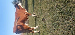 Vand vaca tanara 