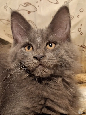 puiuti maine coon 