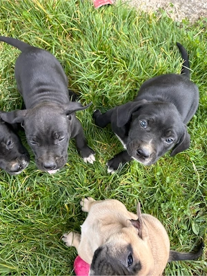 Vând pui Cane Corso  - imagine 3