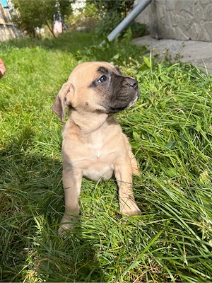 Vând cățeluși Cane Corso 